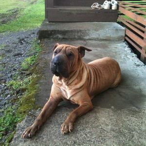 Meet your Posher, Ululani